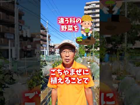 コンパニオンプランツ 良い場所にあり、有利な収量を伴う