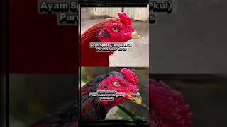 Download lagu Perbedaan kepala ayam cepat dan lambat #fyp #viral #ayamaduan #ayambangkok #pama #mnagon #thailand mp3