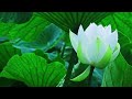 Muthe Ninne Slowed And Reverbed