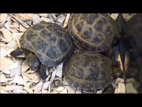 Korytnačka stepná (Testudo horsfieldii) — Tortue des steppes