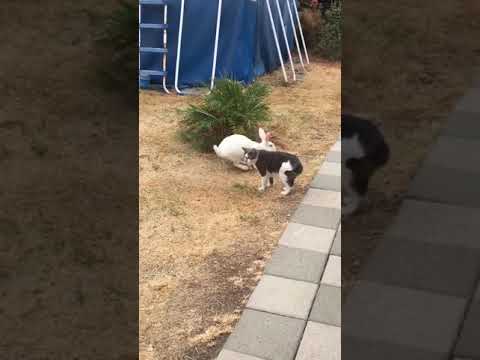 Neighbor’s cat attacks my rabbit!!!