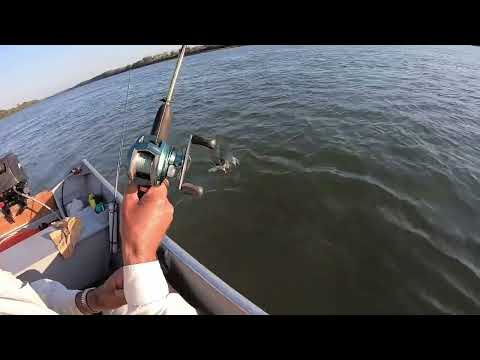 PESCARIA NO RIO PARANAPANEMA EM DIAMANTE DO NORTE PR , CURIMBA , PIAU , VARIEDADES DE PEIXES !!!