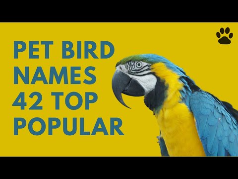 🦜 Pet Bird Names - 42 TOP POPULAR & BEST NAMES