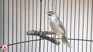 Download lagu Prenjak klik gacor bikin prenjak klik bahan Emosi langsung nyaut mp3 Download lagu Prenjak klik gacor bikin prenjak klik bahan Emosi langsung nyaut mp3