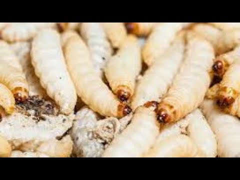 OKULOOTA ENVUNYU ( DREAMING ABOUT MAGGOTS)