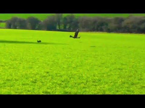 Golden Eagle - Hunting Hares With Golden Eagles