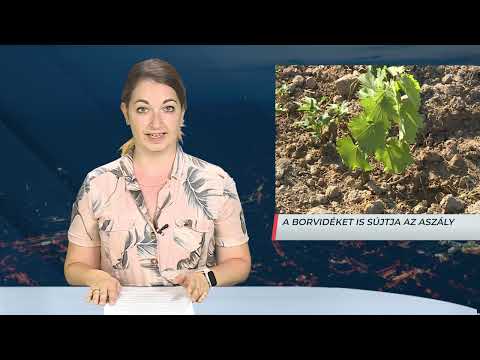 Híradó – 2026.07.01. – Szerda