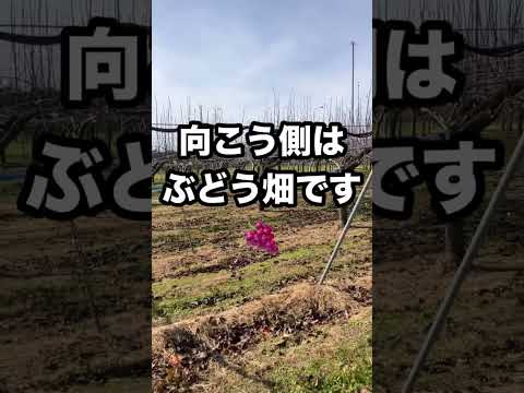 園芸 果樹園園芸シート
