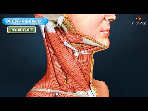 Digastric triangle :  Boundaries and contents - Animated Gross anatomy head and neck