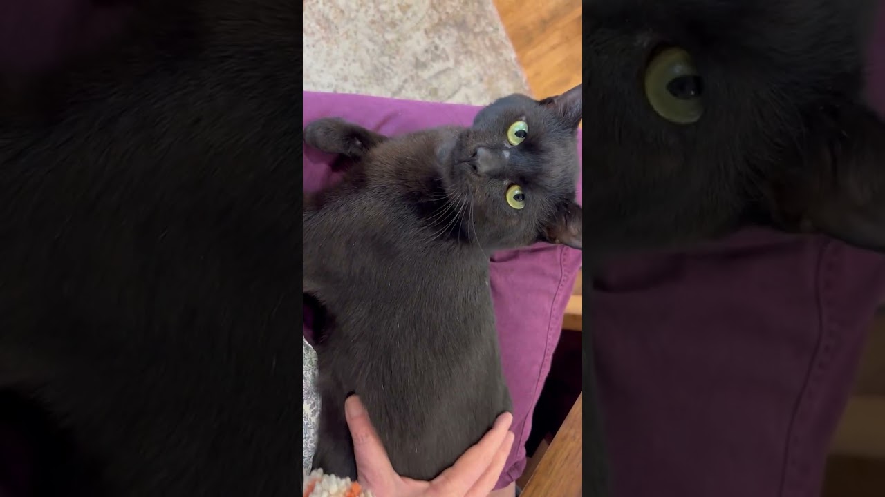 Enlarge My Lover Sir Elroy, a ADOPTABLE Domestic Short Hair in Eagle Point, OR video 2/6