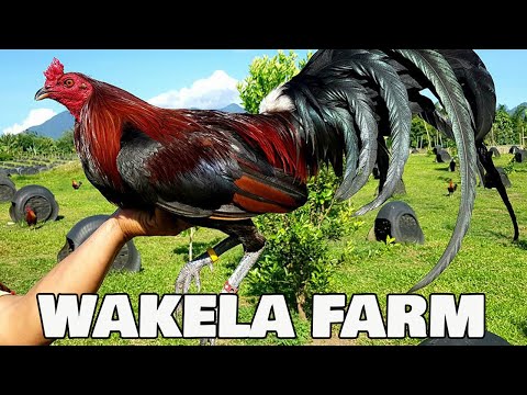 Dink Sweater Goldenboy John Bishop Kelso | Wakela Farm