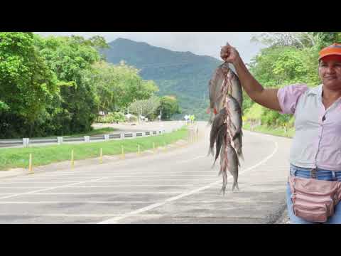 HIMNO OFICIAL DE BETULIA SANTANDER