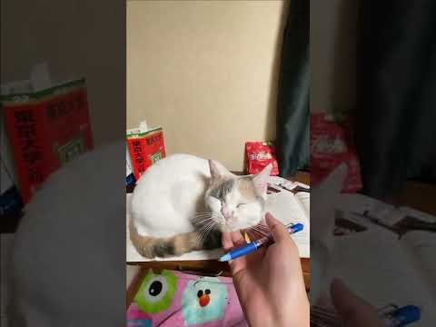 史学科 飼い主に意地でも勉強させない猫#shorts