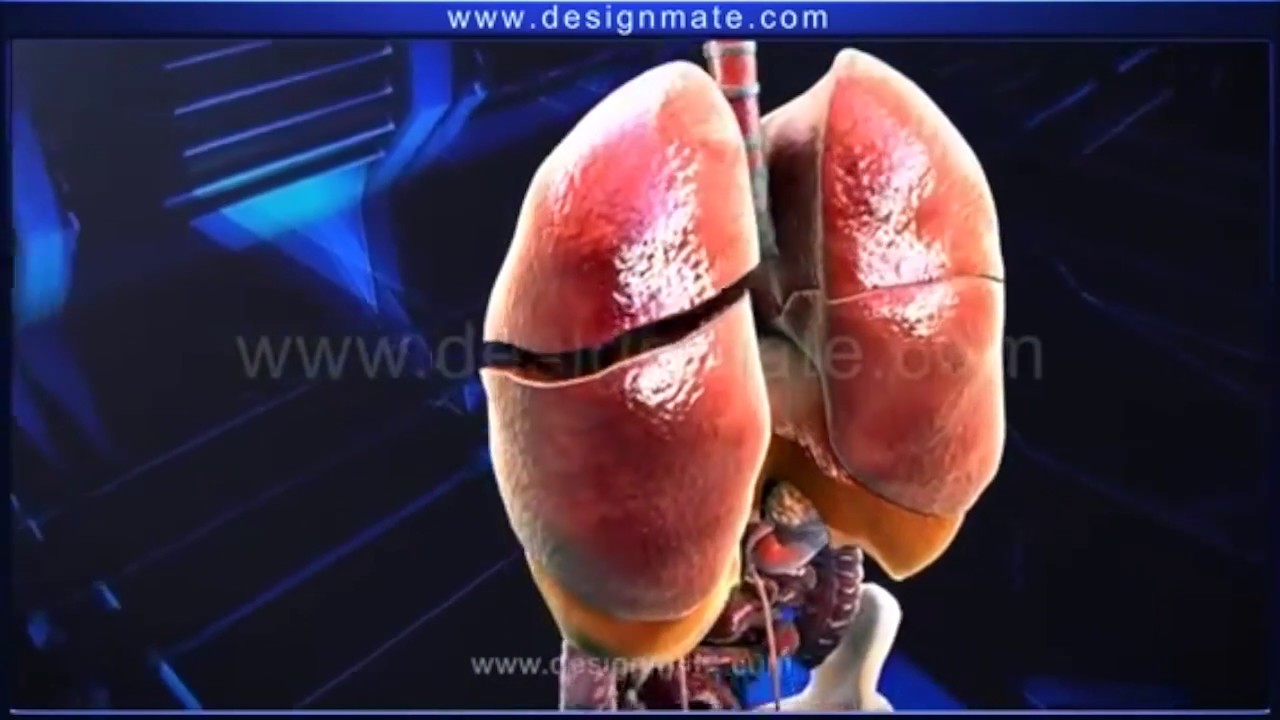 Respiratory System Lively Worksheet