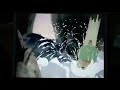The Emperor S New Groove DVD Tv Spot