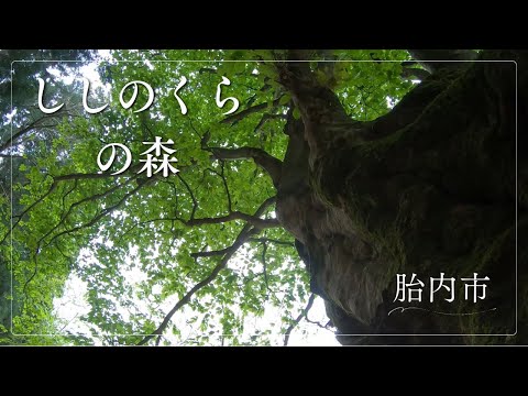 【日本最大級の巨樹が眠る神秘の森】ししのくらの森