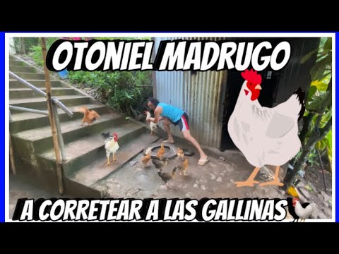 😱Otoniel madrugo a corretear a las gallinas 🐓 😱