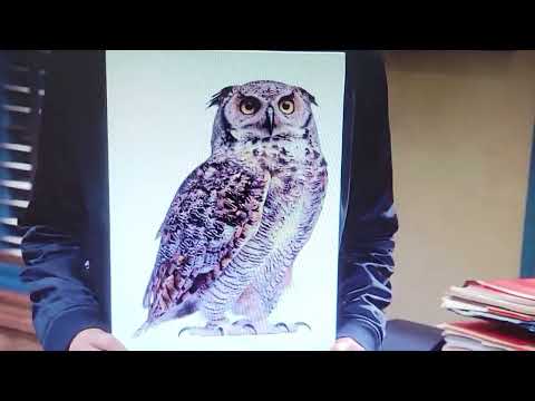 B99 - Saving Private Pigeon