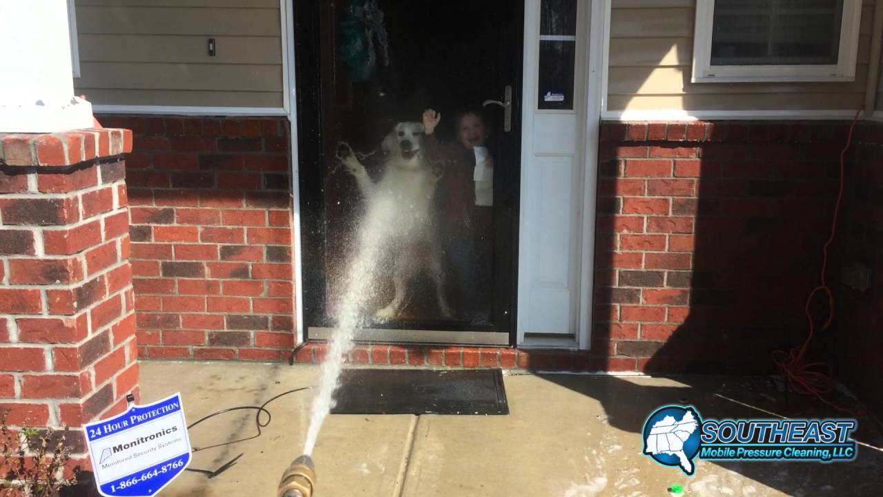 dog and child and pressure washer