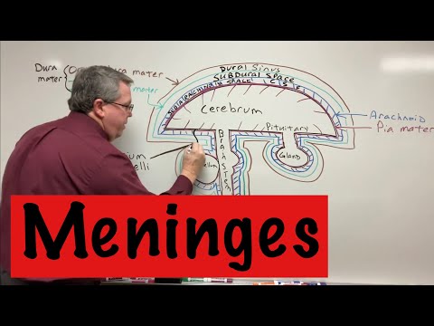 Meninges