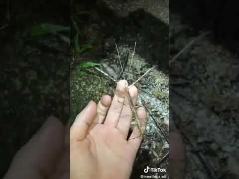 can you guys see the animals