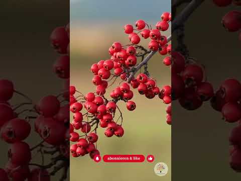 Amseln im Winter füttern: 5 heimische Beerensträucher statt Meisenknödel