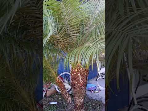 , title : 'palm tree trimming'