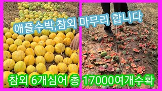 참외 1주 평균 280 여개 따면서 애플수박도 마무리~ 솔림농원 비닐하우스 텃밭,주말농장,전원일기,귀농귀촌