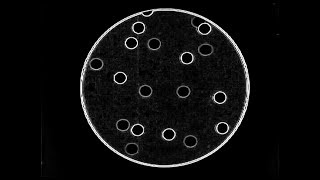 Lali Puna: The Bucket