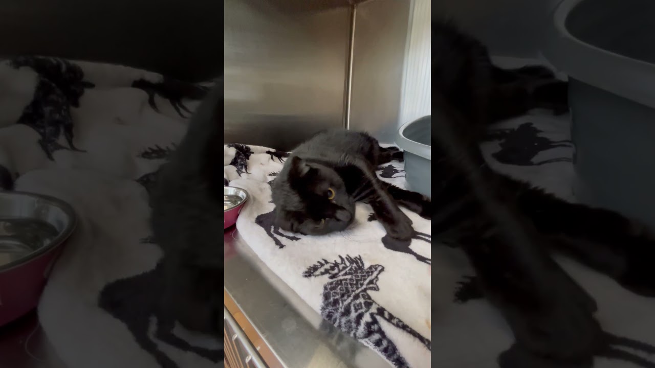 Enlarge Cora, a ADOPTABLE American Shorthair in Alvin, TX video 1/4