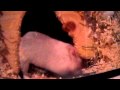 My Crazy Gerbil Is Dancing To The Black Eyed Peas D