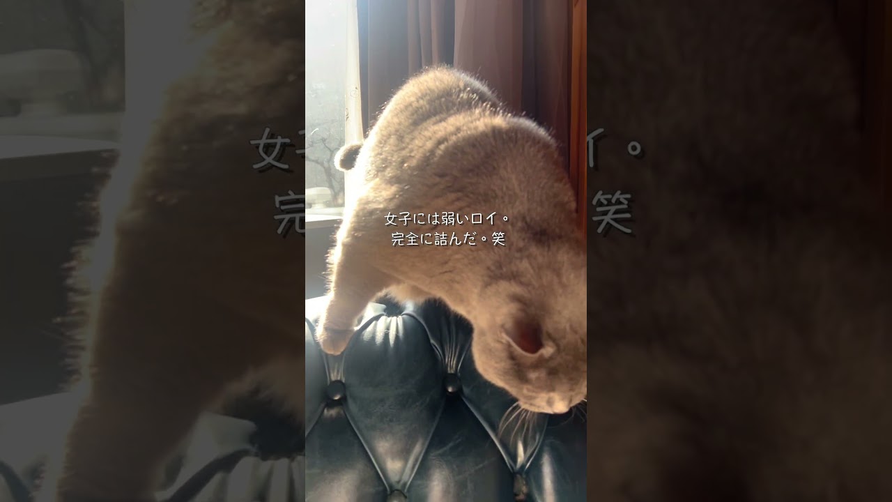 保護猫ミラついに隔離部屋卒業！#保護猫ミラ#外猫しまちゃん#元野良猫#保護猫#猫のいる暮らし