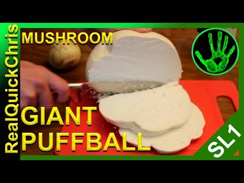 giant puffball mushroom to eat