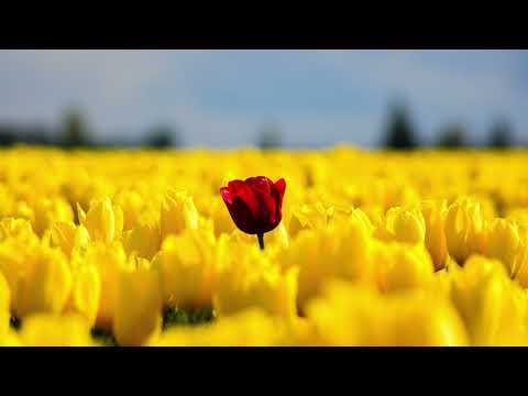 ~* 🐱 Destroy CopyCats & Block Spiritual Theft POWEREFUL Subliminal 🐱 *~