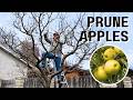 How To Prune Apples 25 Year Old Golden Delicious Apple Tree