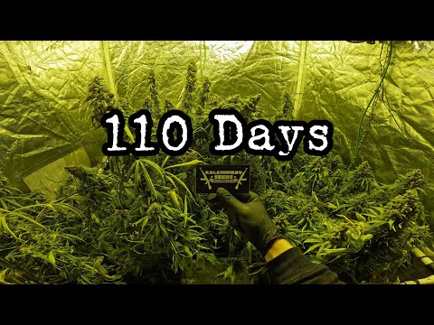 In 110 Days from Seed to Harvest  / Cannabis SCRoG Project