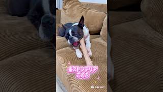 カジカジの虜です🐶 【ボストンテリア】こむぎ #shorts
