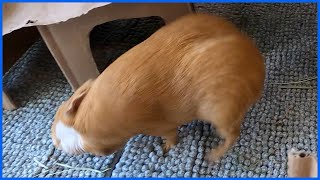 Hilarious guinea pig popcorning, zoomies, and rumblestrutting!