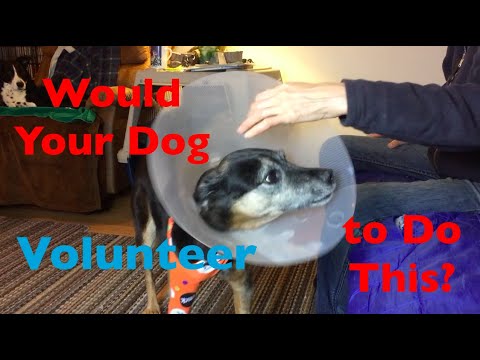 How to Teach Your Dog to Love The Dreaded Elizabethan Collar or Cone of Shame! used After Surgery