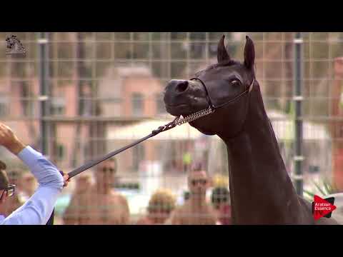 N.71 ZENNYATTA - Menton 2018 - 4-6 Years Old Mares (Class 4)