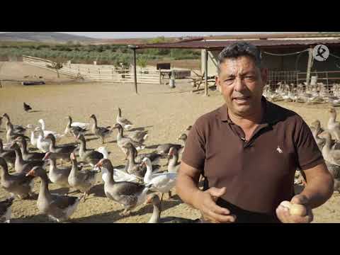 Fotograma del vídeo: Así es la cría y la explotación de la oca en Extremadura