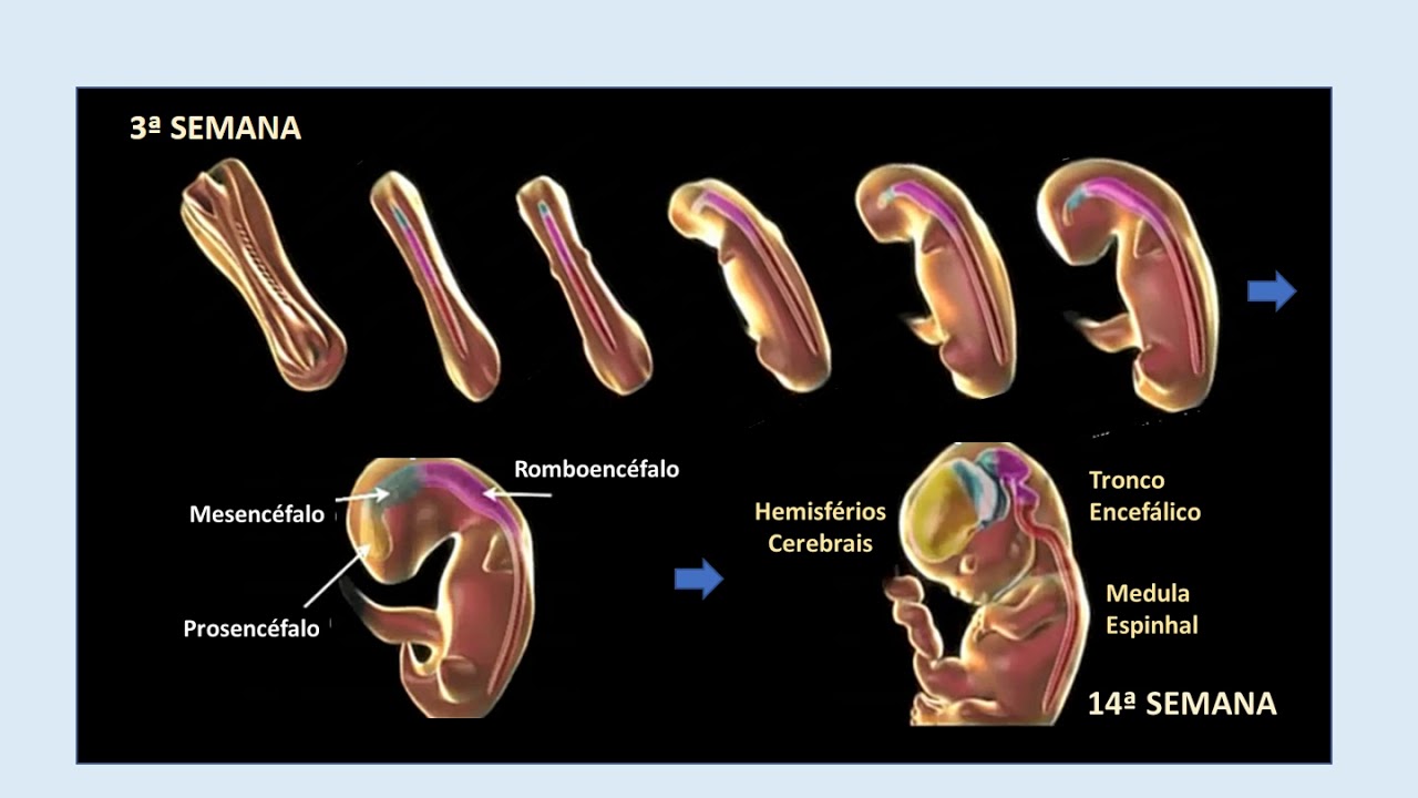 7 EMBRIOLOGIA CABECA E PESCOCO SNC E SNP