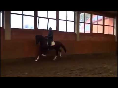 De Ville, 2016 Stallion, Don Juan de Hus x Stedinger