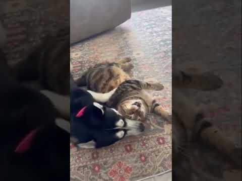 Regalo Adorabile bassotto maschio di 10 settimane in cerca di adozione