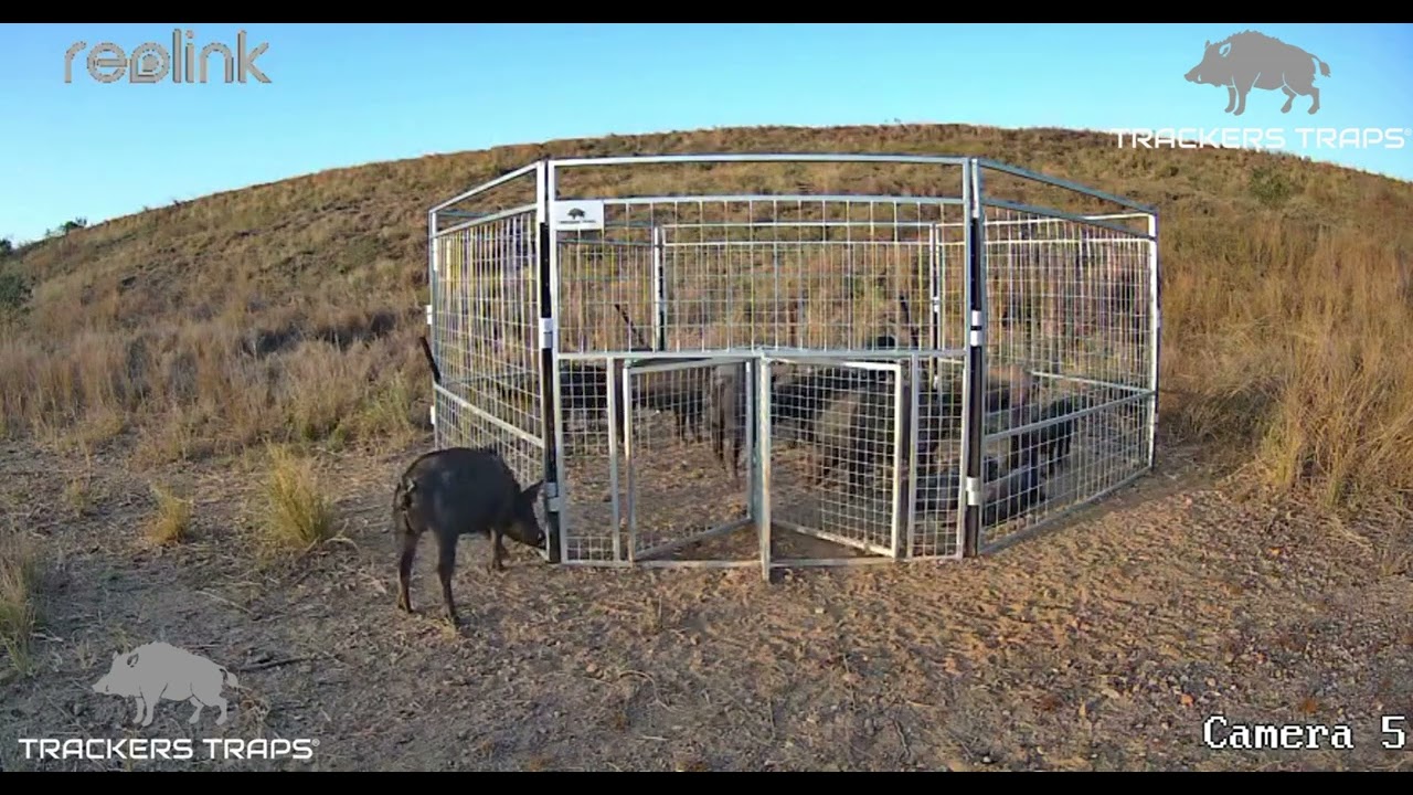 Trackers Traps - Feral Pig Trapping Australia