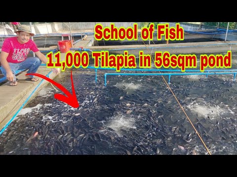 Dating OFW Nagsimulang Mag alaga ng Napakaraming Tilapia sa Iisang Pond