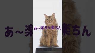 【WebショートCM】シミュレーションRPG『デモンズナイトフィーバー』（「相棒？」編）