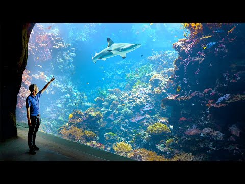 Dutch Aquarium - #3 Largest Aquarium in The World!! - (Private Tour)
