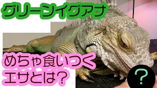 グリーンイグアナがめちゃ食いつくエサは？