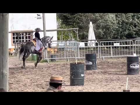 Maneabilidade- Lara com Inca 71,3%